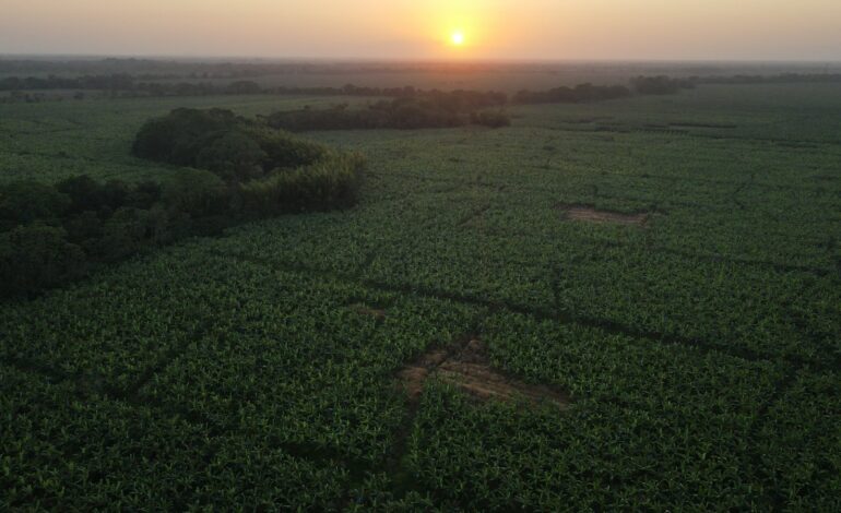  La sostenibilidad: una prioridad para los productores bananeros en Colombia